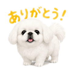 gdgd41s_20260504152253