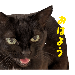 kuronya_20260504214016