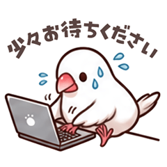 Everyday Hand-Tame Java Sparrow