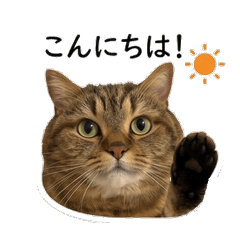 Donguri the Payage Cat