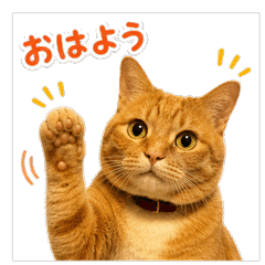 Funny Ginger Cat Reactions