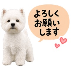 Cute Westie Daily Greeting Stickers