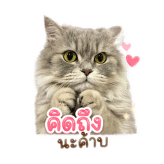 Maomao_20260428140413