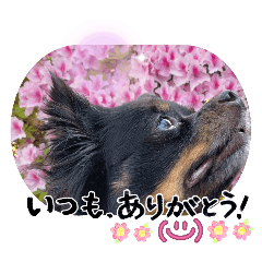Mahalo_20260504145814