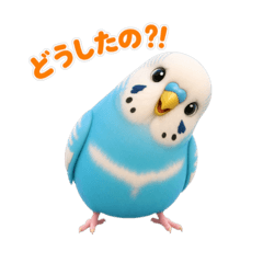 Happy Blue Budgie Life