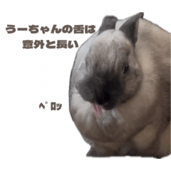 Usagihappylife_20260504222612