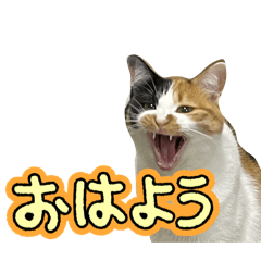 sui.cats_20260504223511