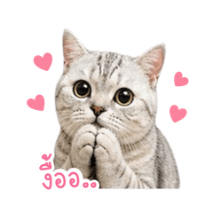 Cat stickers v.3