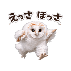 Cute Owl Stickers Daily Use