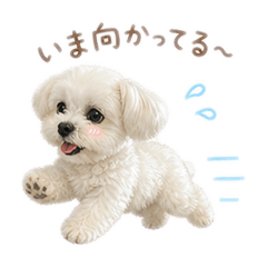 Komaru_20260504224623