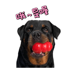 羅威納-Gina-plus