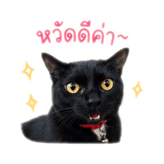 Ploy_20260428140949