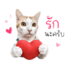 Ploy_20260428141019