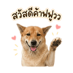 Shiba bah KUSRC v.1