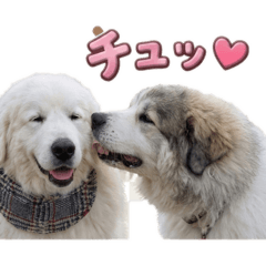 shakekaizokudan_20260504160224