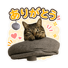 Jiji_20260504225717