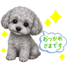 Energetic Silver Poodle Gin 2