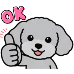 Energetic Silver Poodle Gin3