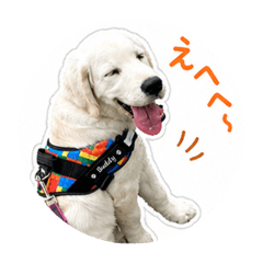 Buddy_20260504231022