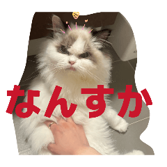 run50_20260504231635