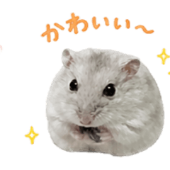 NebarinCHO_20260504231609