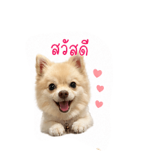 richy dogkung_20260428141950