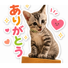 fukumamemita_fuku