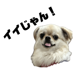 63ringo_20260504170711