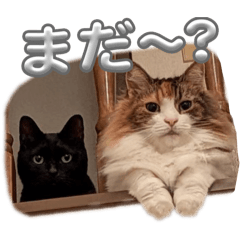 Mochigome_20260504165914