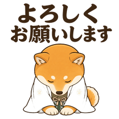 Shiba Inu's toy and gag