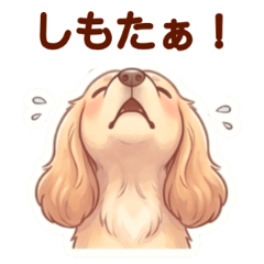 Miyazaki Dialect American Cocker Spaniel