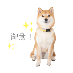aki_grf_fuku_shiba