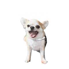 Glenn Chihuahua