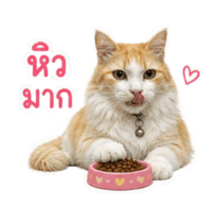 NamsomBigcat
