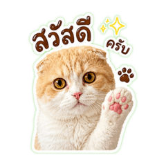 JP BG