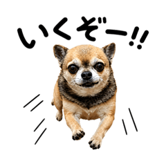 Smooth Coat Sable Chihuahua Stickers