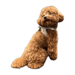 misamisa_20260504173647