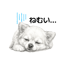 Chi-chan_20260504193643