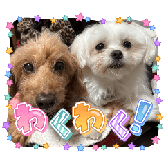 YU_20260504194429