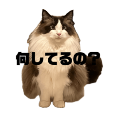 Kotetsu_20260504204240