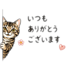 omame_cat_aesthetic