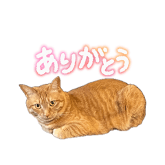 Miyu_20260504212545