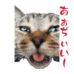 yosimotoya_20260504202357