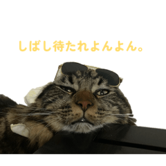 さんよんみねこ①