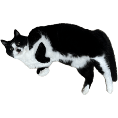 Anchovy The Neko