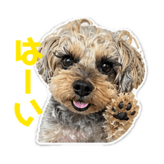Kochima_20260504220913