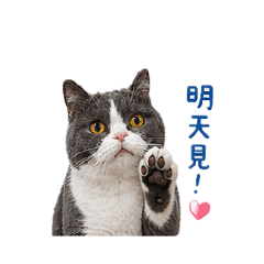 貓貓要上班