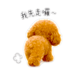 泰迪貴賓愛撒嬌