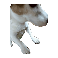 marshmallow_20260505090507