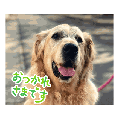 yanagi_20260506184138